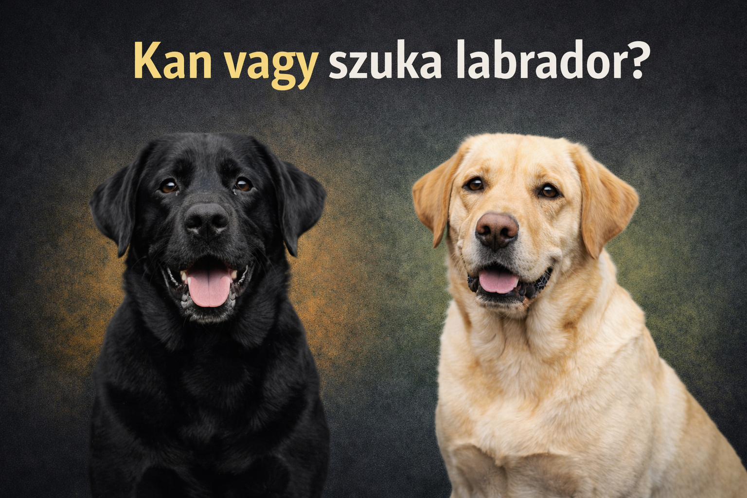 Splend Spirit Kan vagy szuka labrador? - Splendid Spirit